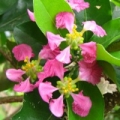 Acerola Blossom